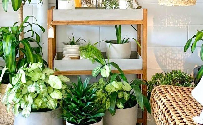 Top 10 Ornamental Plants for the Interior Designer In You