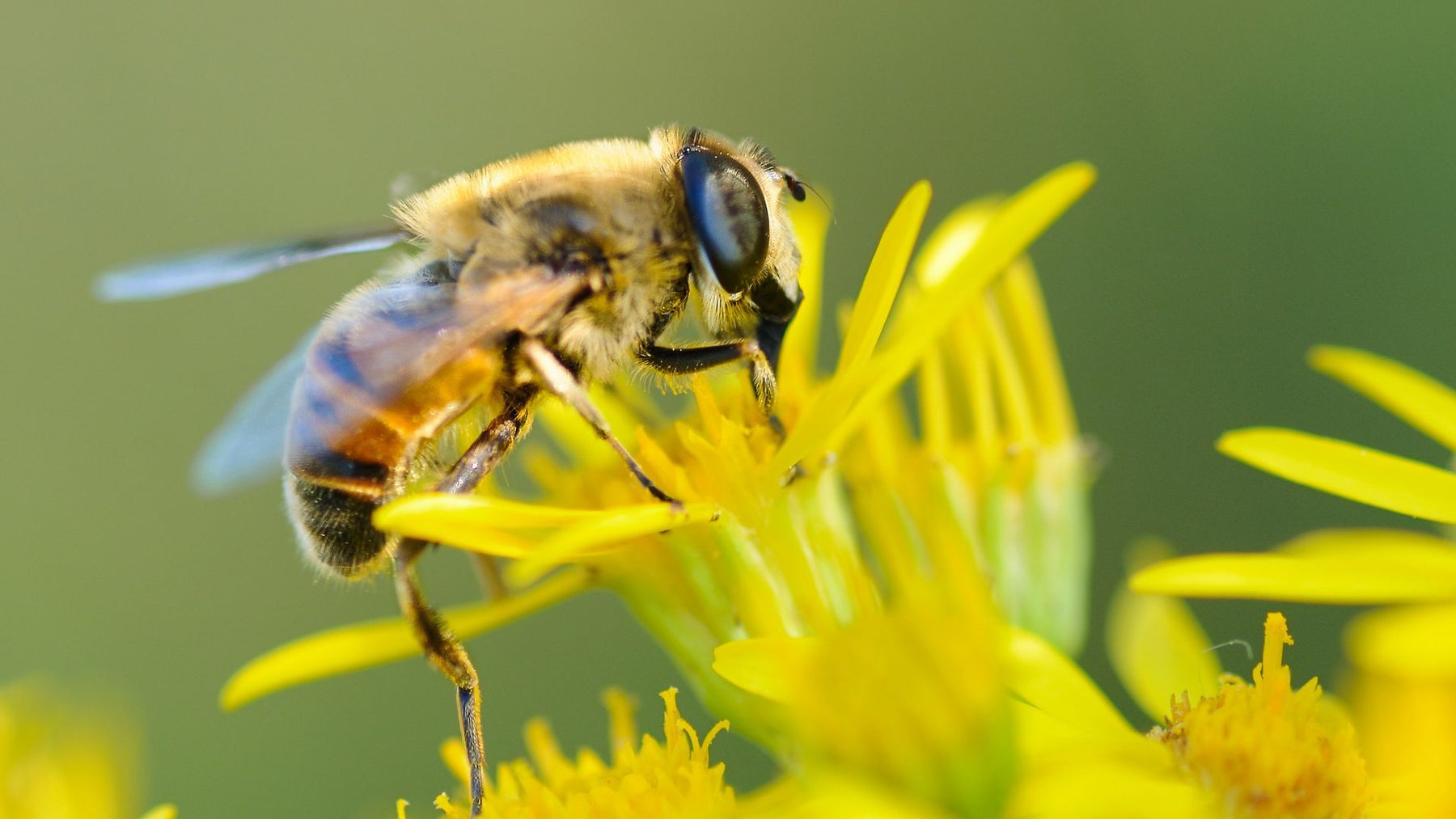 This is how you can save the bees that feed the world - Nurserylive