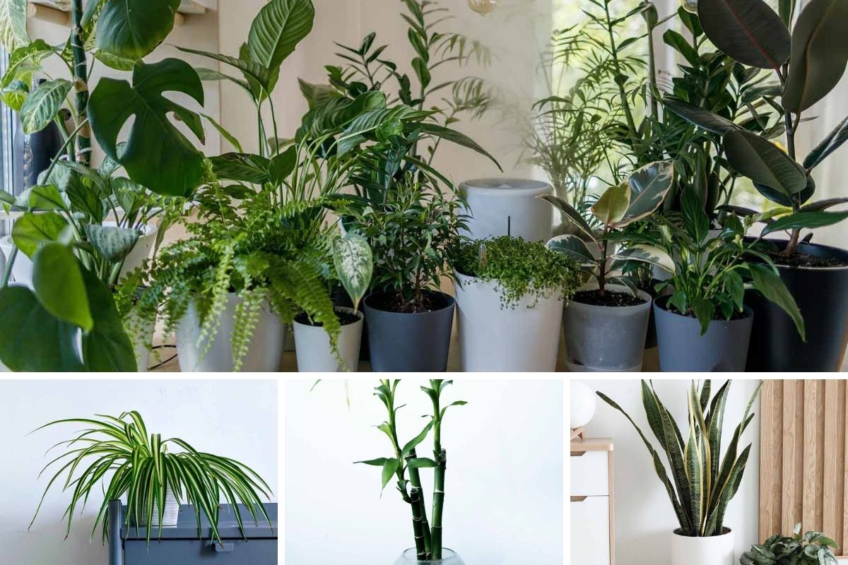 Change Your Fortune Overnight By Bringing These Plants Home