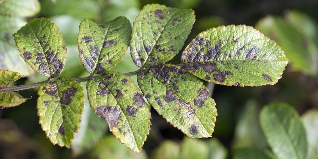 6 Outdoor Plant Diseases That Can Be Damaging Your Plants