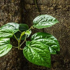 Good soil is an integral part of any healthy garden - Nurserylive