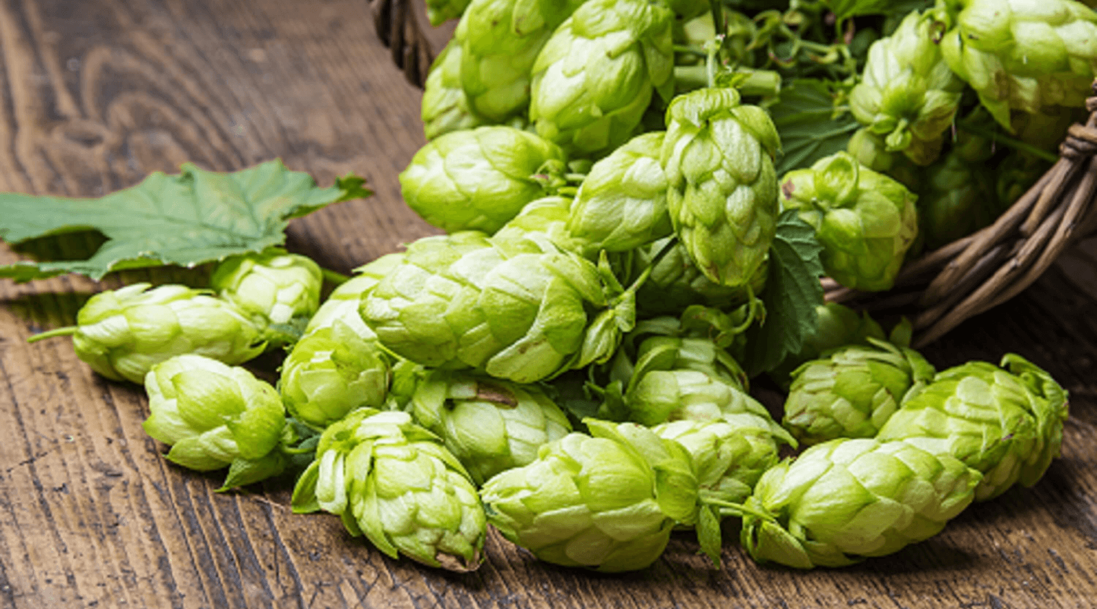 All About 'Hop Shoots', Vegetable That Sell For 85000 Per Kg