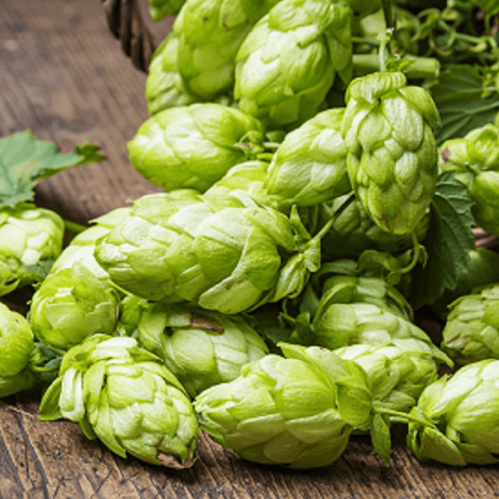 All About 'Hop Shoots', Vegetable That Sell For 85000 Per Kg