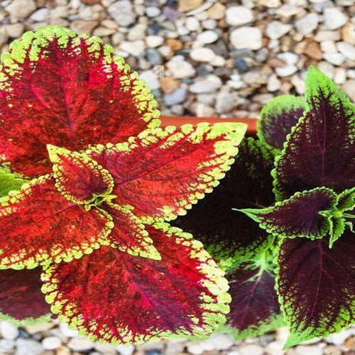 Coleus Plants: A Beginner's Guide to Growing and Caring for Them