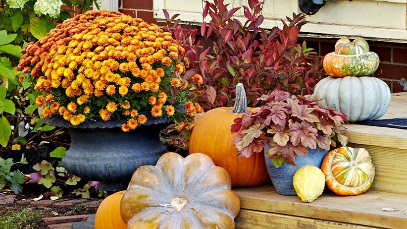 8 Plants Perfect For Your Fall Garden
