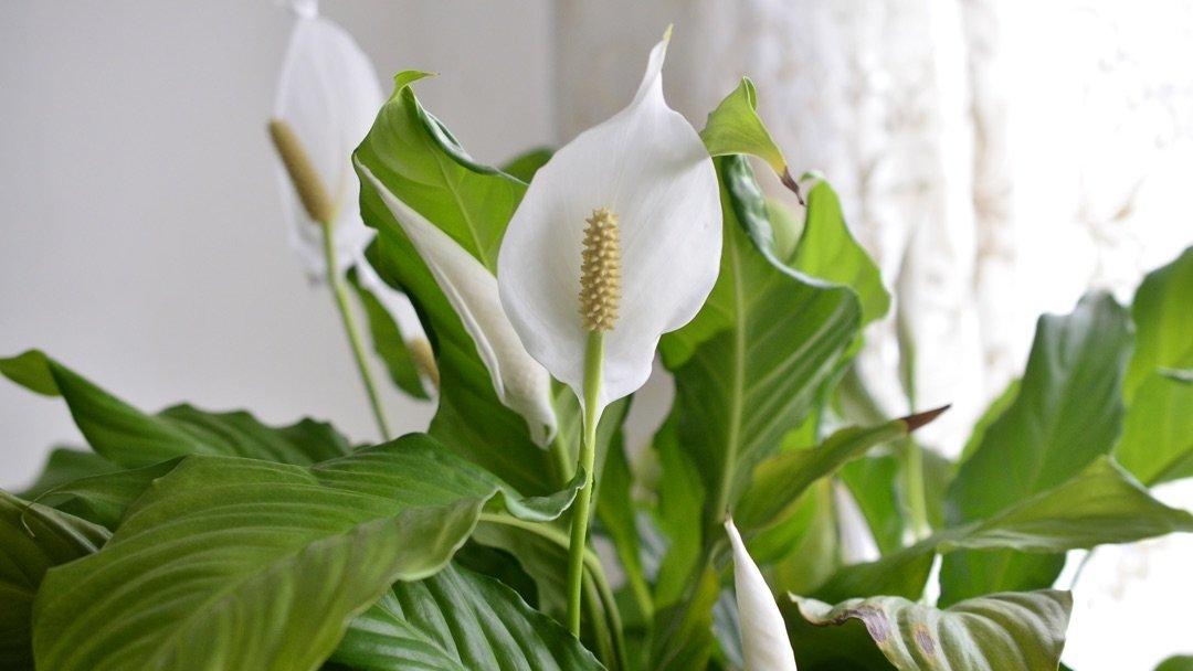 The Peace Lily Guide : Benefits, Care, Propagation and More