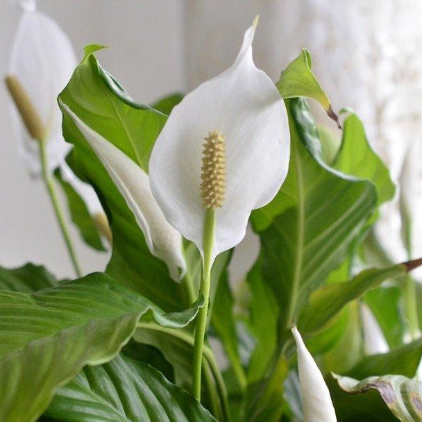 The Peace Lily Guide : Benefits, Care, Propagation and More