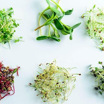 10 ways to eat fresh microgreens everyday - Nurserylive