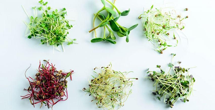 10 ways to eat fresh microgreens everyday - Nurserylive