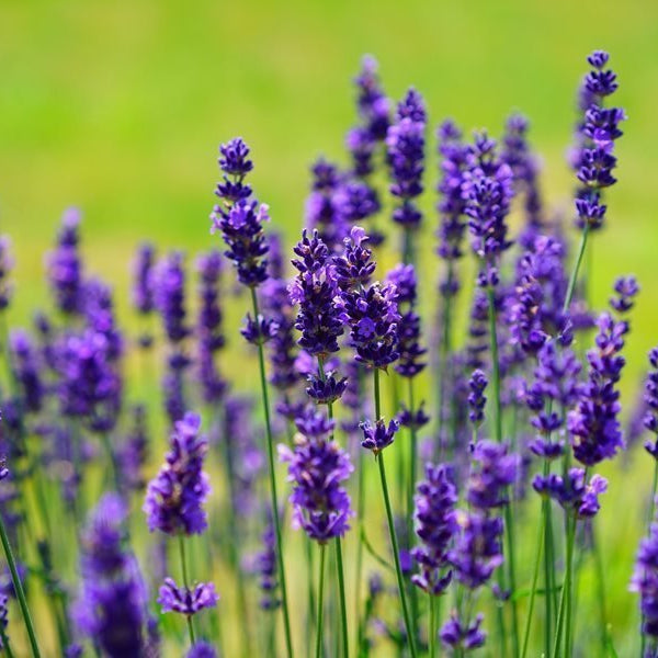 Top 10 Lavender Plants If You Are Looking For Exotic Flowers