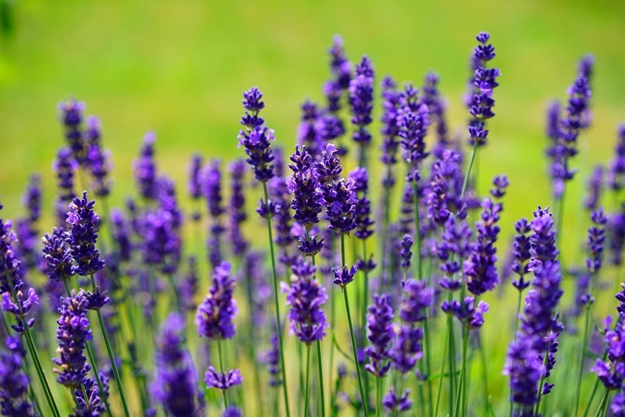 Lavender Growing on Your Garden