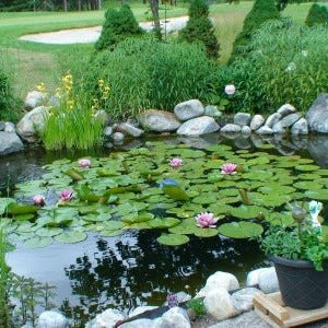 6 Must Have Water Plants For Your Garden Pond !