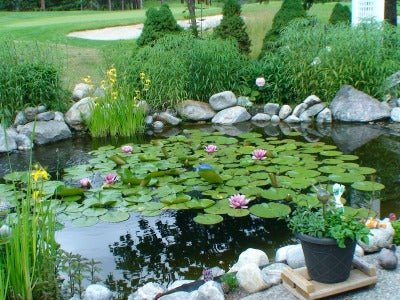 6 Must Have Water Plants For Your Garden Pond !