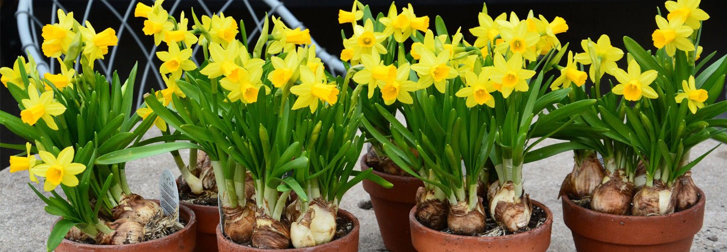 11 Flower Bulbs You Can Grow in Your Winter Garden