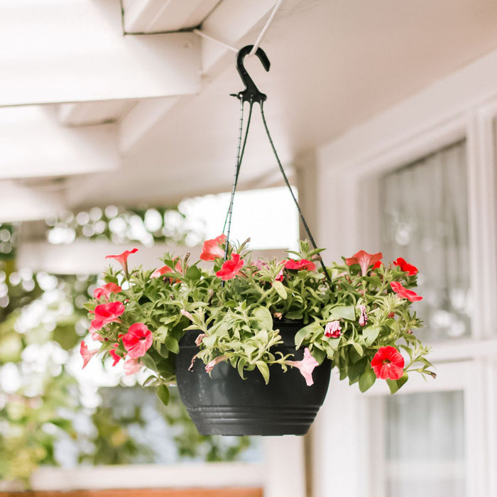 Top 10 Plants For Hanging Basket to Decorate Your Home
