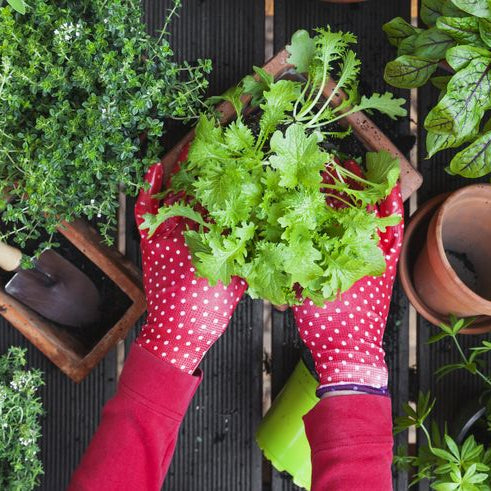 Why You Must Build Your Very Own Home Garden?