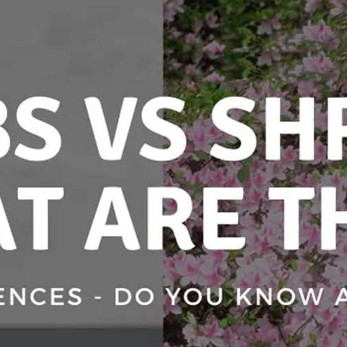 Decoding Nature's Bounty: What Are Herbs and Shrubs?