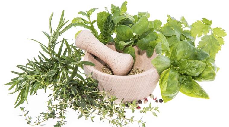 Top 10 Medicinal Plants For Your Herb Garden