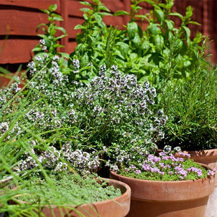 10 Mosquito-Repelling Plants You Must Keep In Your home