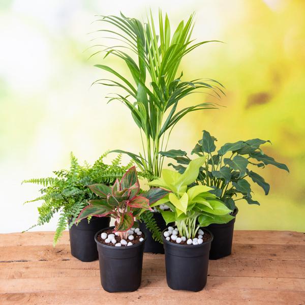 money tree good luck Natural Pyrite Money Tree for Wealth & Good Luck main image 1
