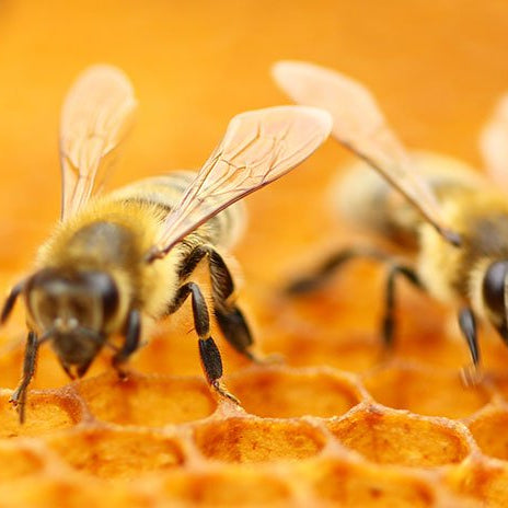 The epic tale of nectar - Honey varieties across the globe and the heroic bees behind them