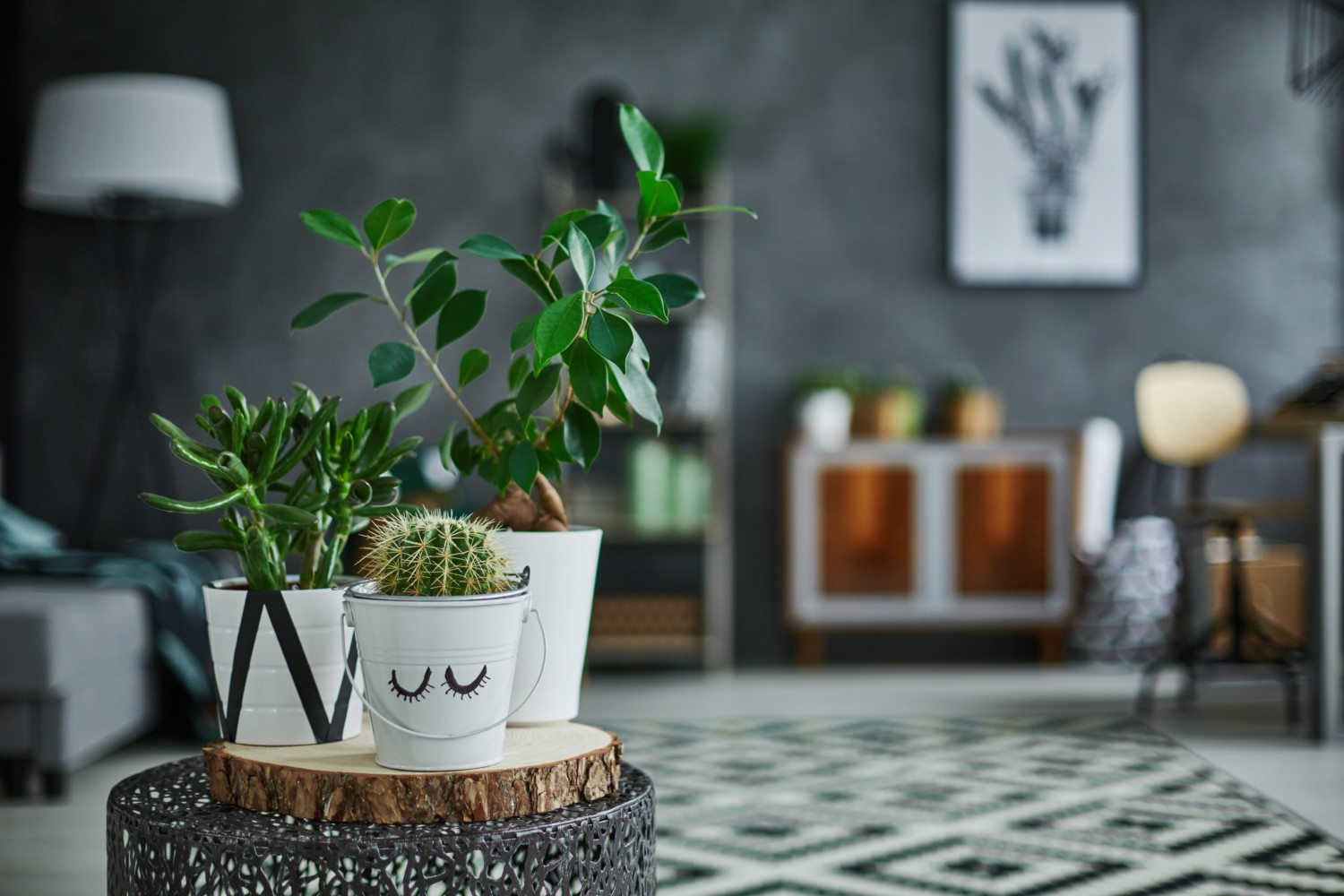 bottle brush plant *RETAIL