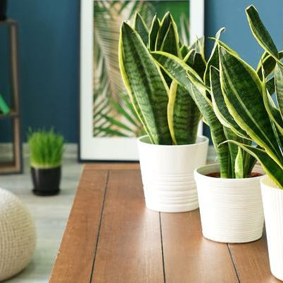 Benefits, Care, Type, and Propagation of Snake Plants: The Ultimate Guide