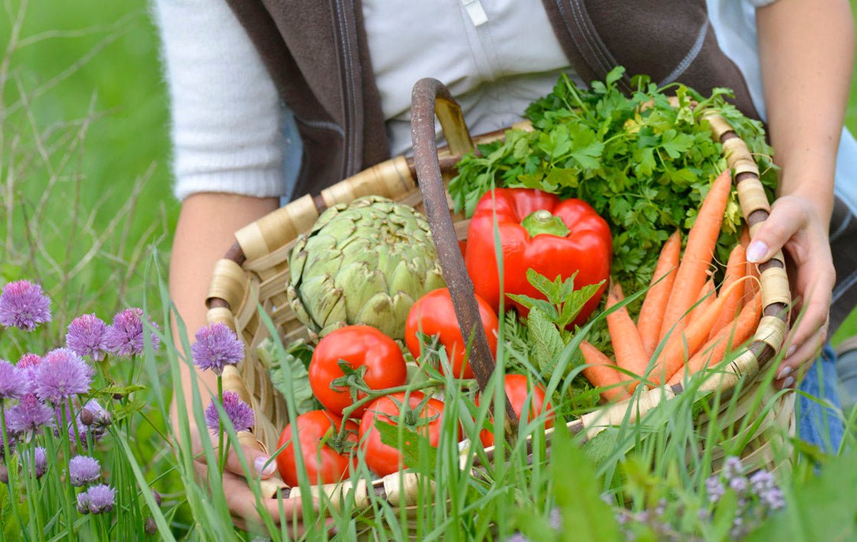Your ultimate guide to growing your own organic Vegetable Garden