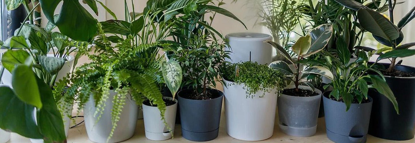 The Beginner's Guide to Indoor Plant Care