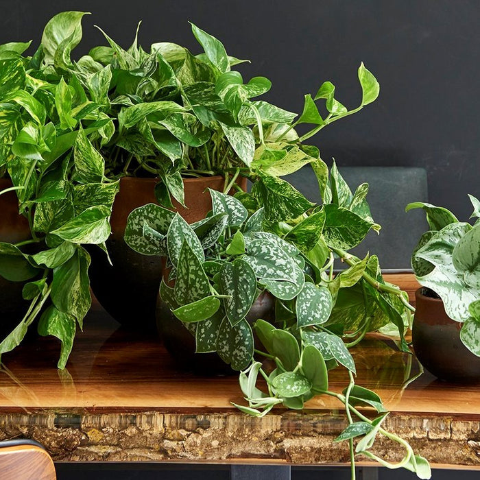 The Best Indoor Plants for Boosting Your Mood