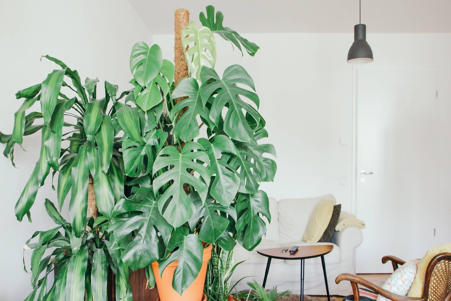 The Power of Positivity - Why Plants Are A Perfect Fit For The Workplace (2/2) - Nurserylive