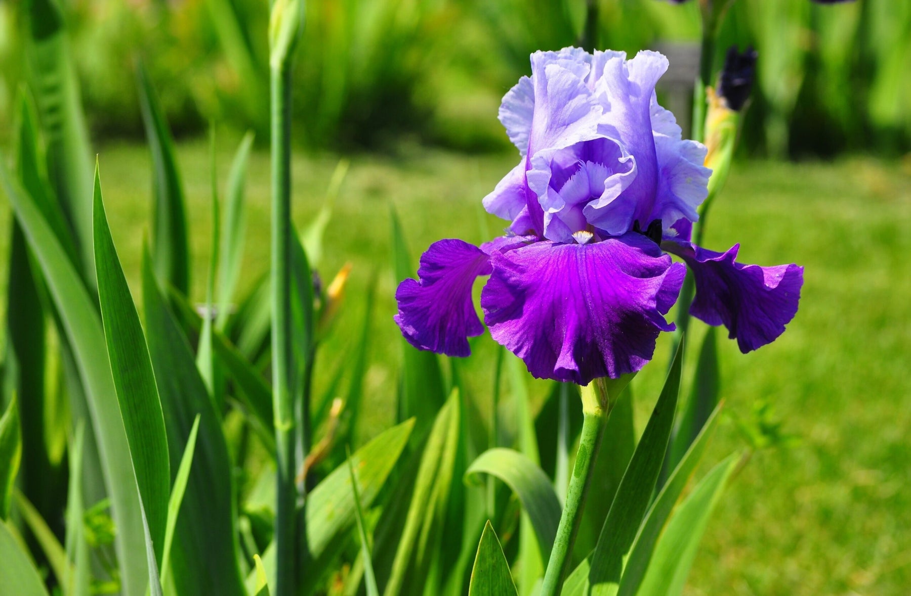 Iris Flowers : The Link Between Heavens and Earth