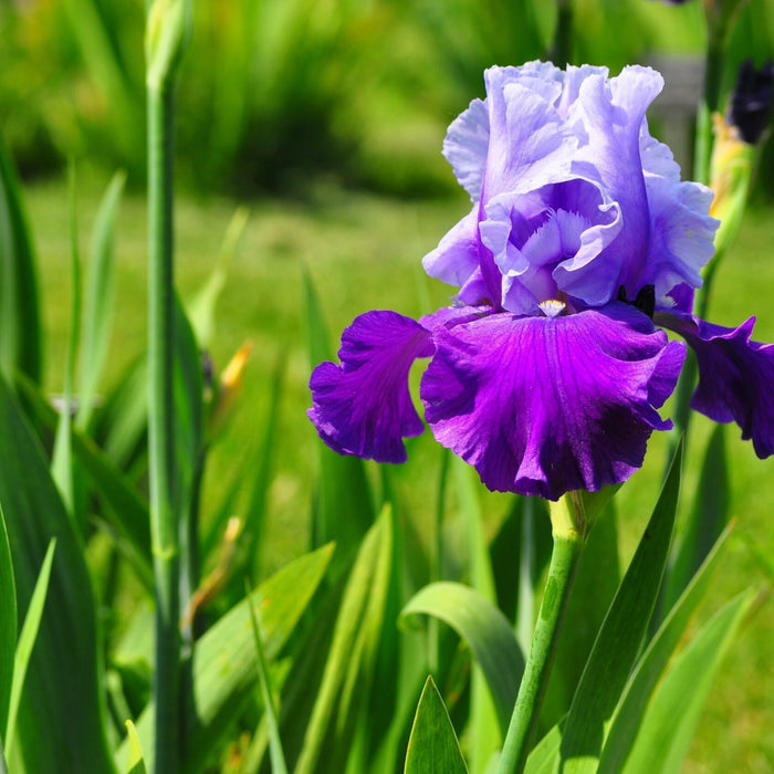 Iris Flowers : The Link Between Heavens and Earth