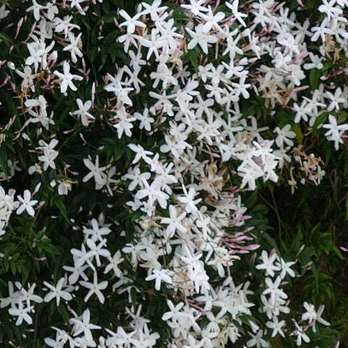Did you know these 30 Different Types of Jasmine Plants ?