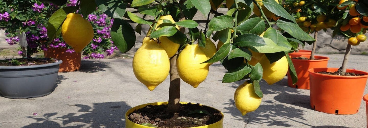 The Zesty Beauty of Lemon Trees: A Refreshing Addition to Your Garden ...