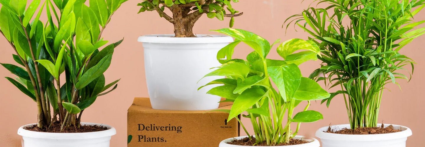 Top 10 Lucky Plants To Change Your Life