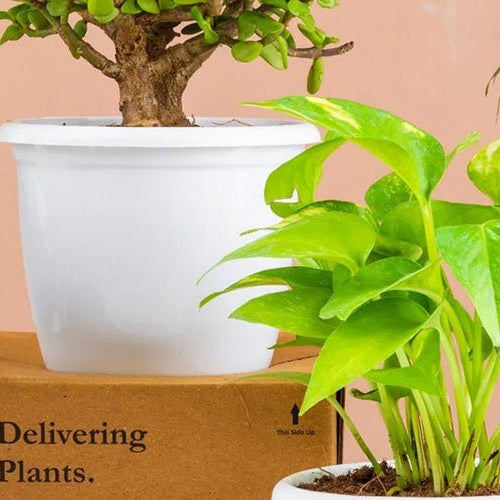 Top 10 Lucky Plants To Change Your Life