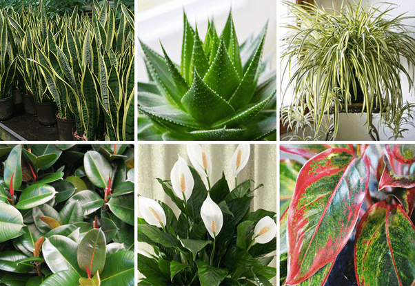 Do you know plants that give oxygen 24 hours ? | Nurserylive
