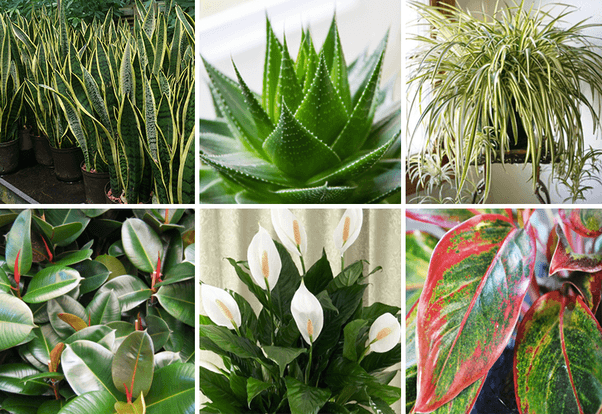 Do you know plants that give oxygen 24 hours ?