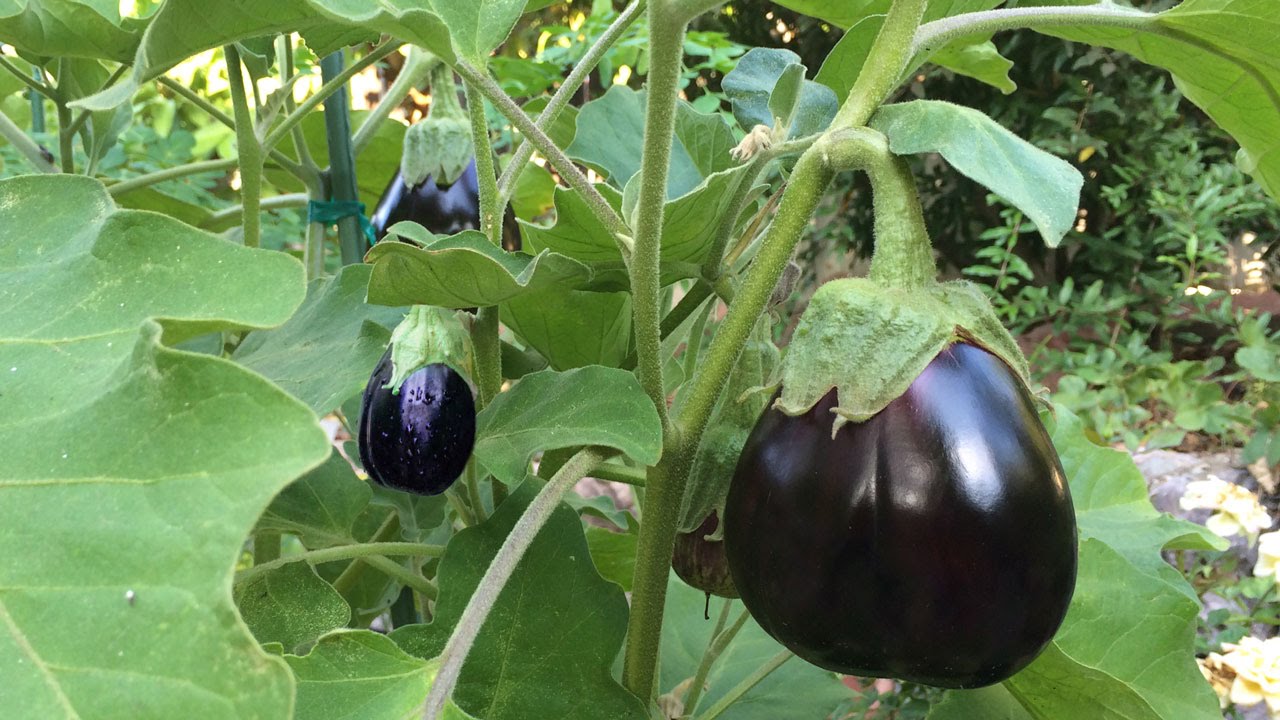 Grow organic brinjals in home garden! - Nurserylive