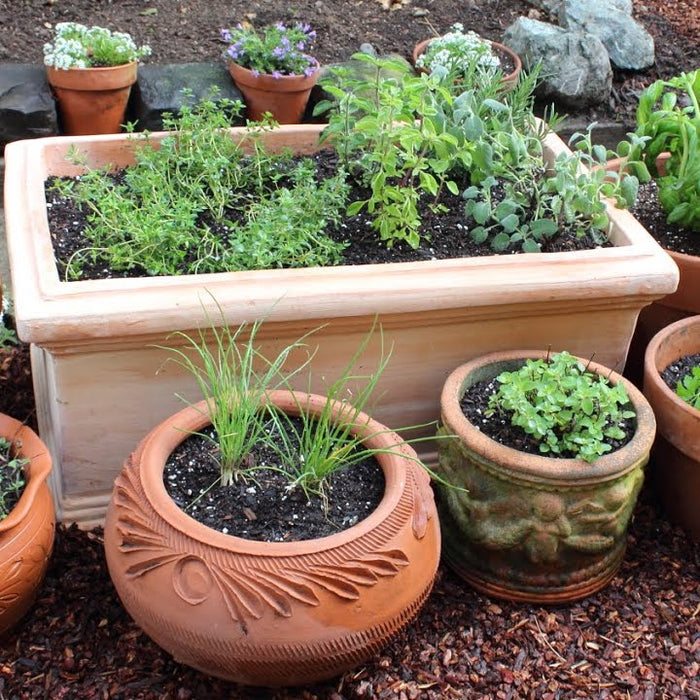 Top picks for your eco-friendly home garden