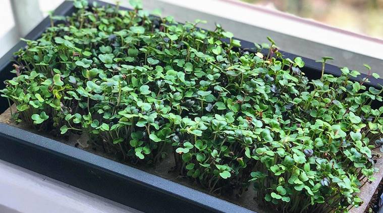Why microgreens are the new superfood?