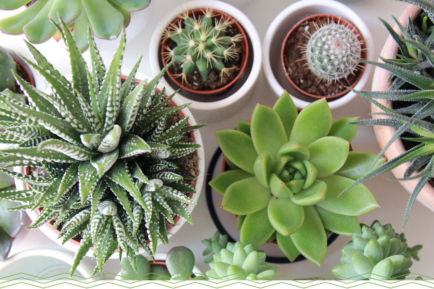Top 10 Succulents You Can Easily Grow at Home | Nurserylive