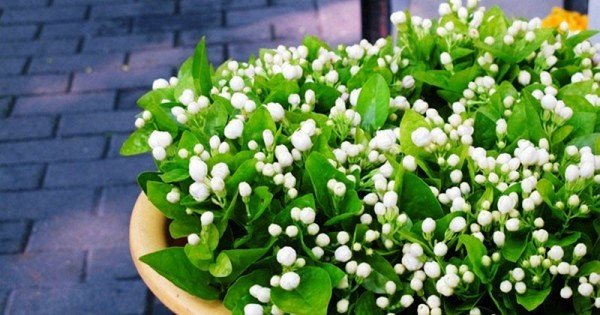 Why this plant is symbol of love, purity, and beauty ?