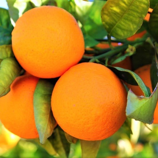 Top 10 Must-have Fruit Plants For Your Garden