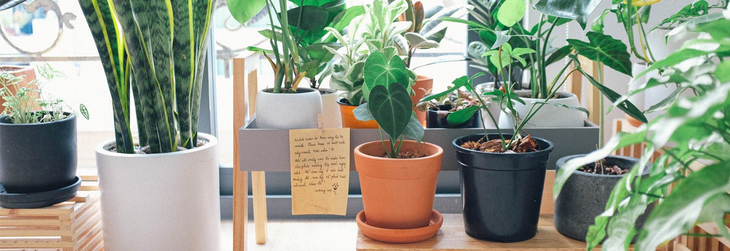 How to Choose the Perfect Indoor Plant for Your Space
