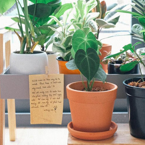 How to Choose the Perfect Indoor Plant for Your Space