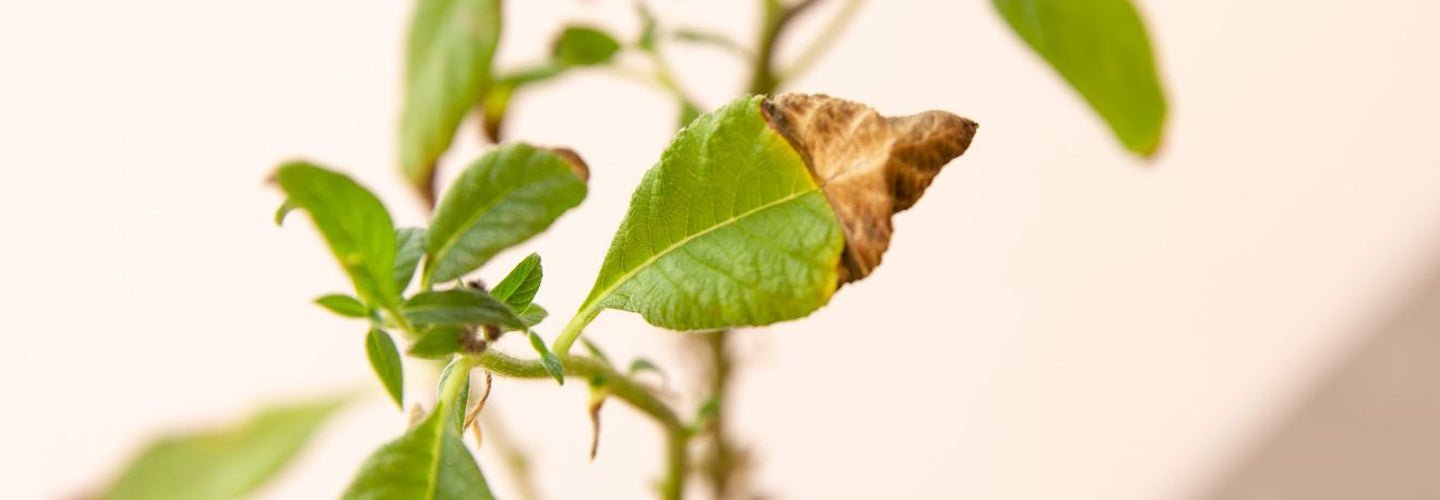 What does it indicate when the tips of indoor plant leaves turn brown?