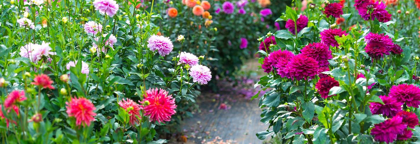 Top 10 Garden Plants for Your Enchanting Collection