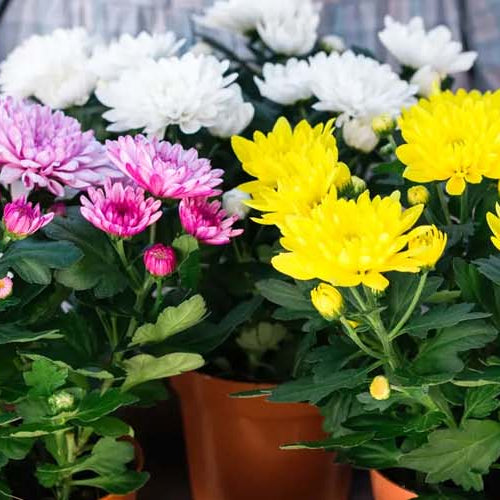 Top 10 Garden Plants For your Collection